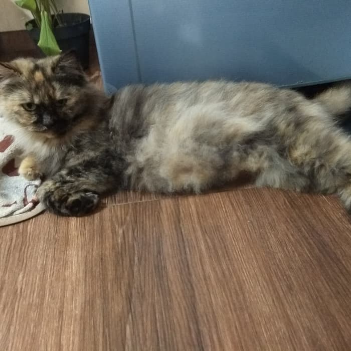 Ciri kucing persia medium