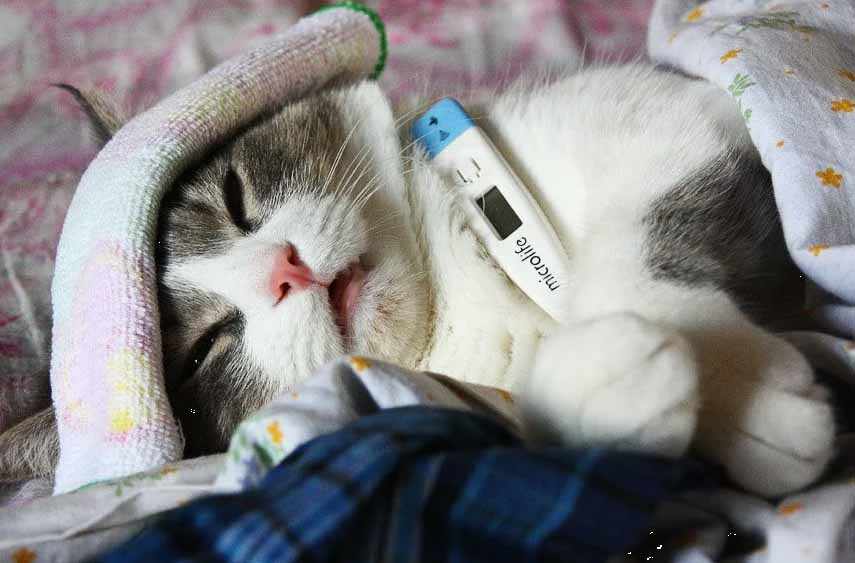 Penyebab dan cara mengobati kucing flu