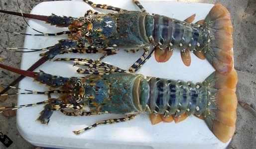Cara budidaya lobster air tawar dan harganya