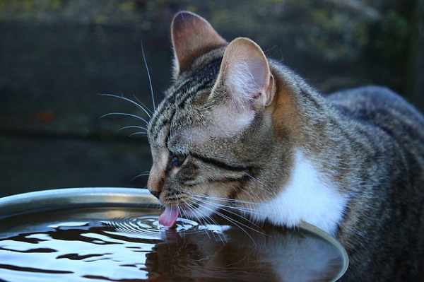Minuman untuk kucing kampung