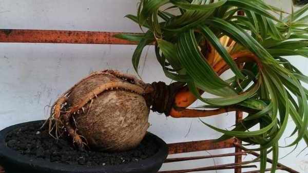 Cara membuat bonsai kelapa cepat berbuah