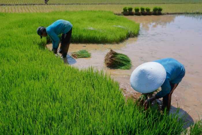 Cara menanam padi organik