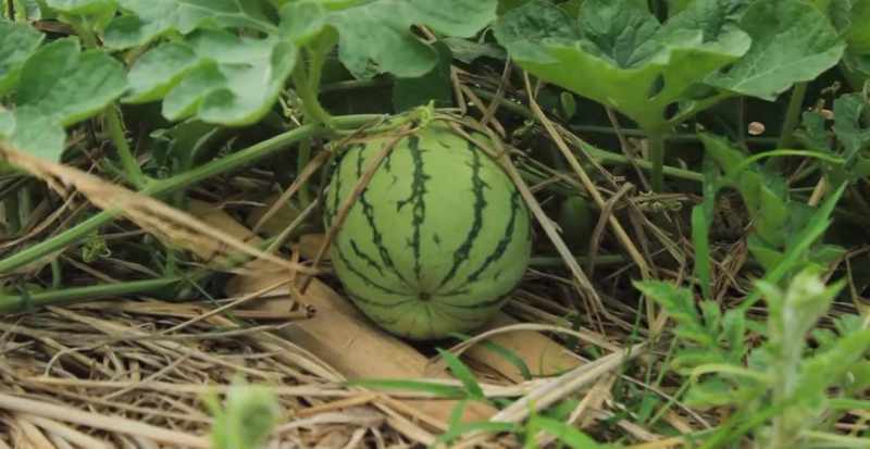 Cara menanam semangkat di pot