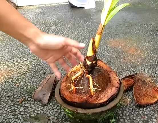 Menyiapkan media penanaman bonsai kelapa