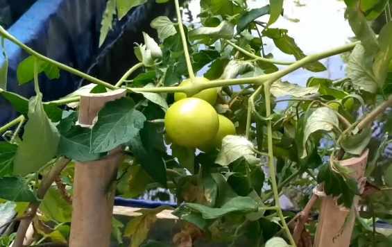 Pemanenan tomat