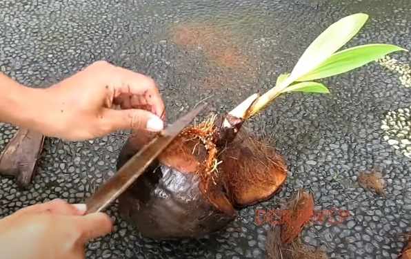 Proses pembersihan bulu halus batok kelapa