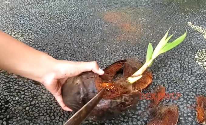 Proses pembersihan sabut kelapa