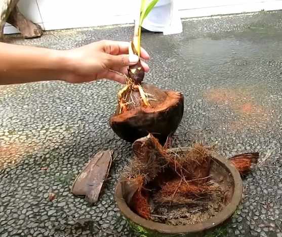Proses penanaman bonsai kelapa