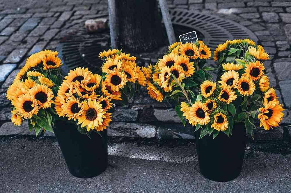 Cara Menanam Bunga Matahari di Pot