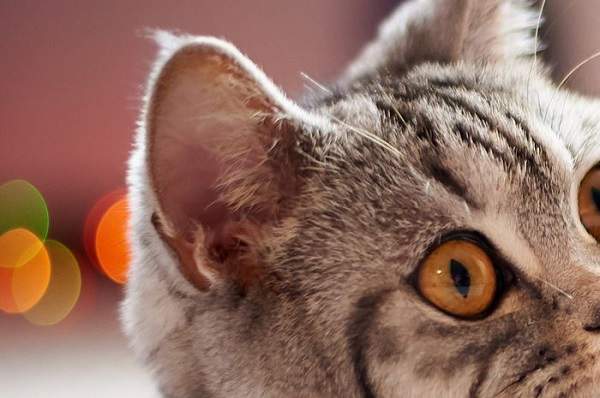 Cara membersihkan telinga kucing