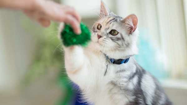 5 Cara Untuk Melatih Kucing Agar Nurut/Patuh, Cerdas/Pintar, Jinak