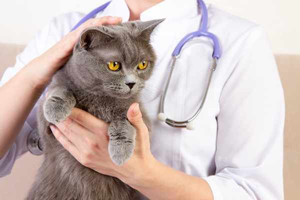 Cara mengobati kucing keracunan