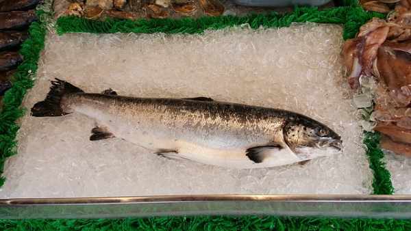 Harga ikan salmon per gram, per kg, kalengan