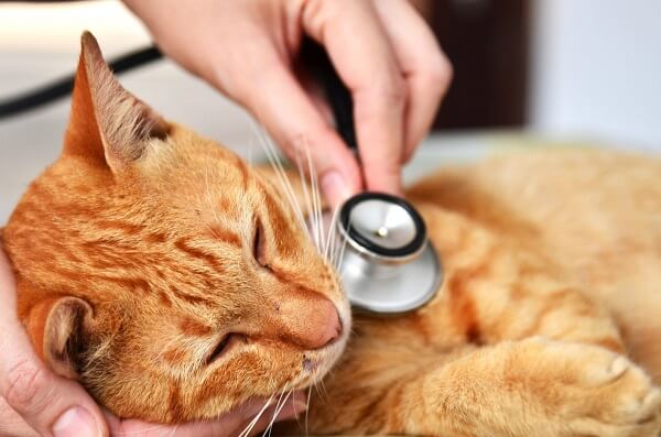 Mengobati kucing keracunan dengan cepat
