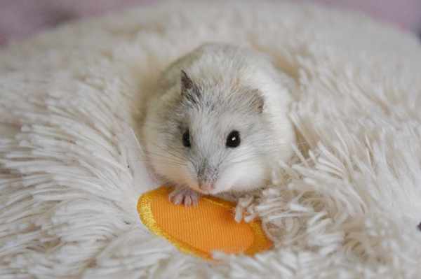 Cara merawat hamster agar sehat