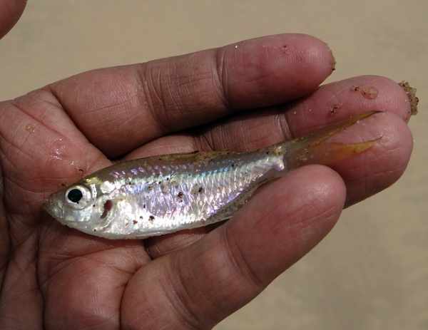 Ikan kecil untuk makanan ikan arwana