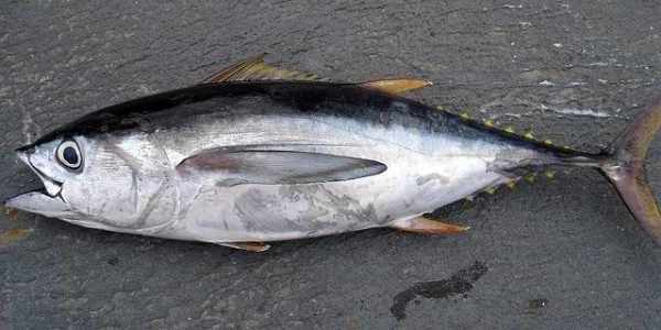 Harga ikan tuna