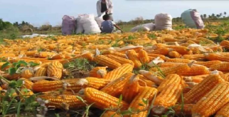 √ Cara Menanam Jagung Yang Benar Agar Berbuah Besar