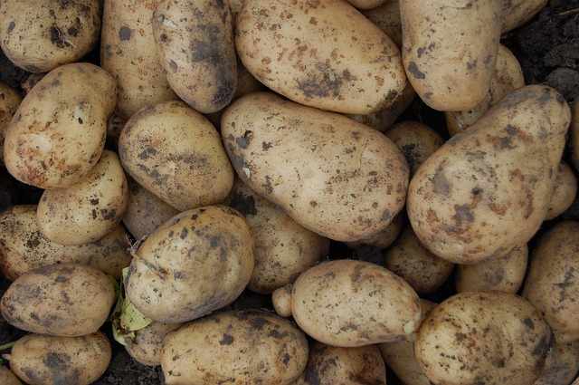 Cara menanam kentang yang baik dan benar