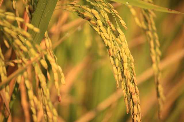 Cara menanam padi yang baik dan menguntungkan