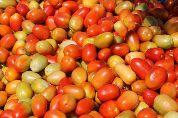 Cara menanam tomat di pot