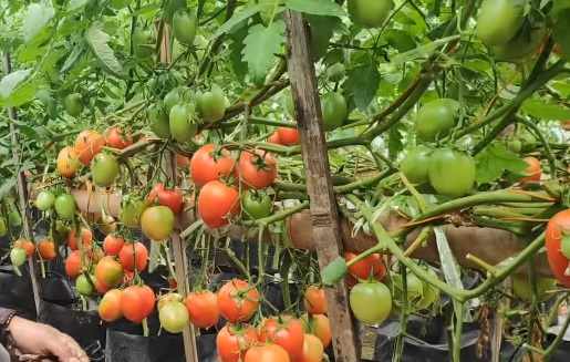 Memilih benih tomat yang unggul