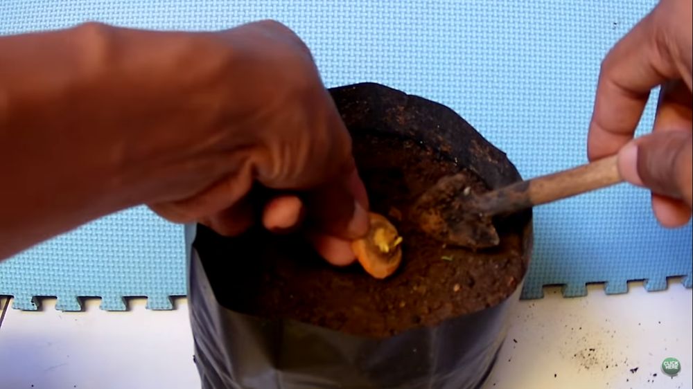 cara menanam wortel di polybag
