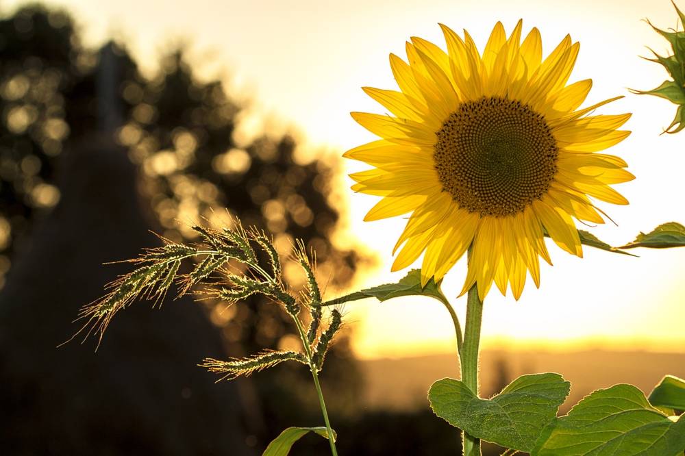 Manfaat Bunga Matahari